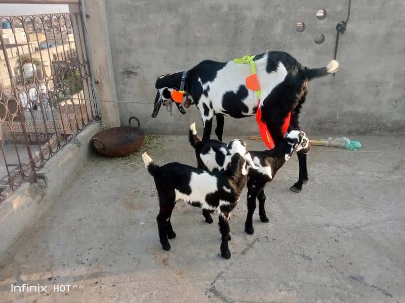 Betal bread with 2 female kids nagra Bakra 4 dant qurbani k Lia sale 6