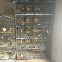 love birds