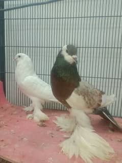 pair