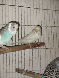 Budgie