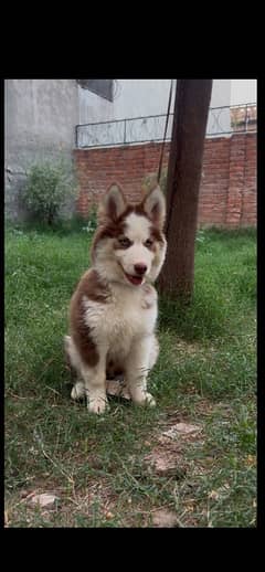 Extreme Quality Husky Male Pup