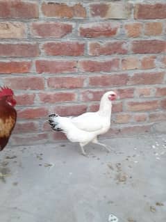 desi murgi