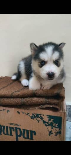 husky puppy for sale