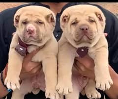King Alabai pair pure breed security dog 2months for sale