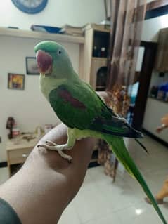 Raw Kashmiri Female Hand tamed For sale