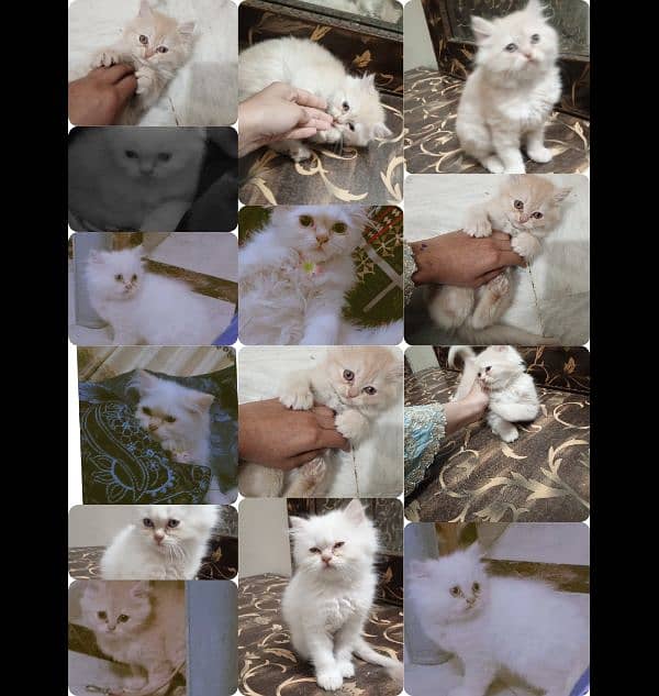 Persian female kittens for sale 0