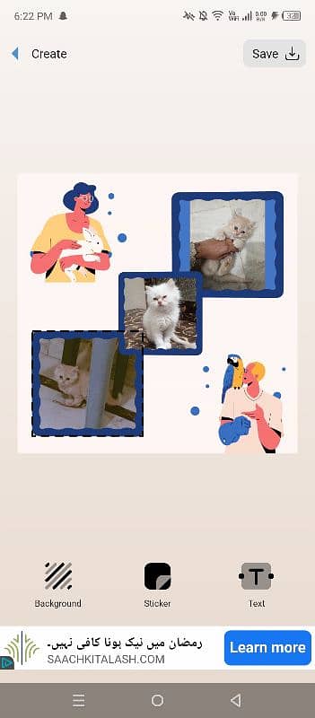 Persian female kittens for sale 1