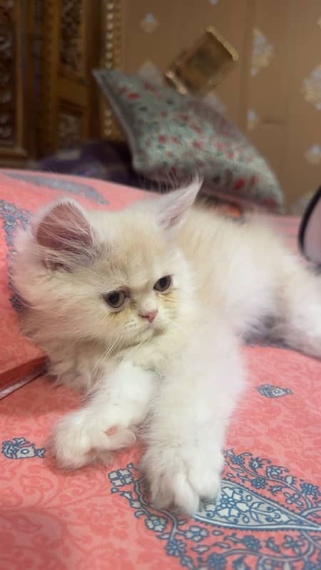 Top quality extreme punch kitten 1