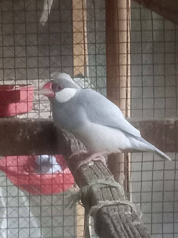 SILVER java Jumbo Sized 1