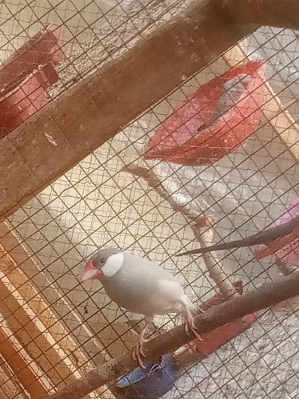 SILVER java Jumbo Sized 4