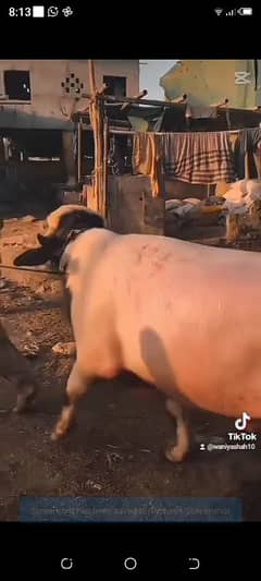 bhasa