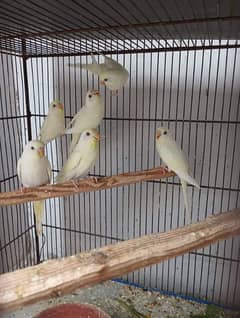 Fancy Florida Isabel black face black breast finches