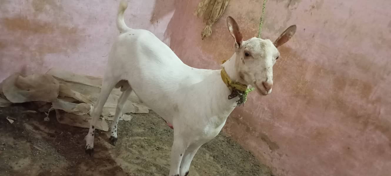 Tedda Bakra or dhumba for sell 0