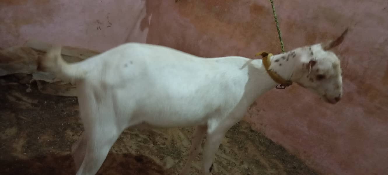 Tedda Bakra or dhumba for sell 1