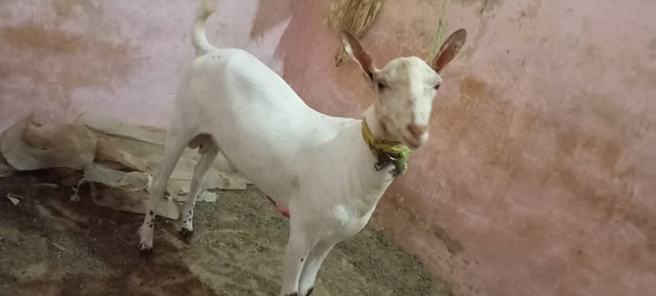 Tedda Bakra or dhumba for sell 2