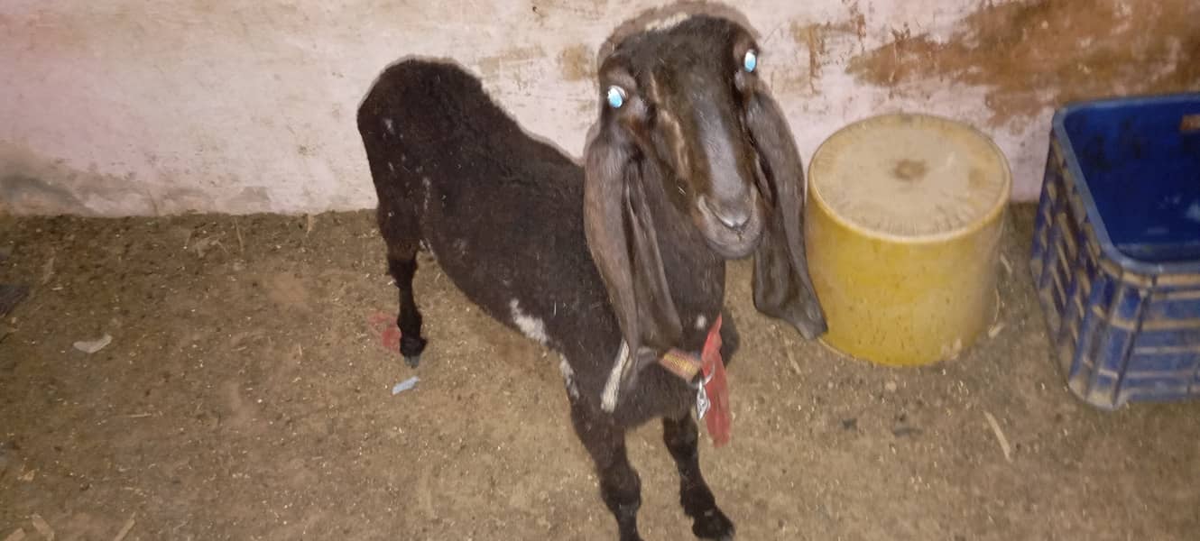 Tedda Bakra or dhumba for sell 3