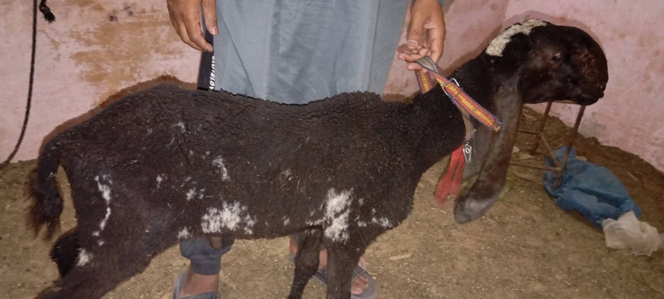 Tedda Bakra or dhumba for sell 4
