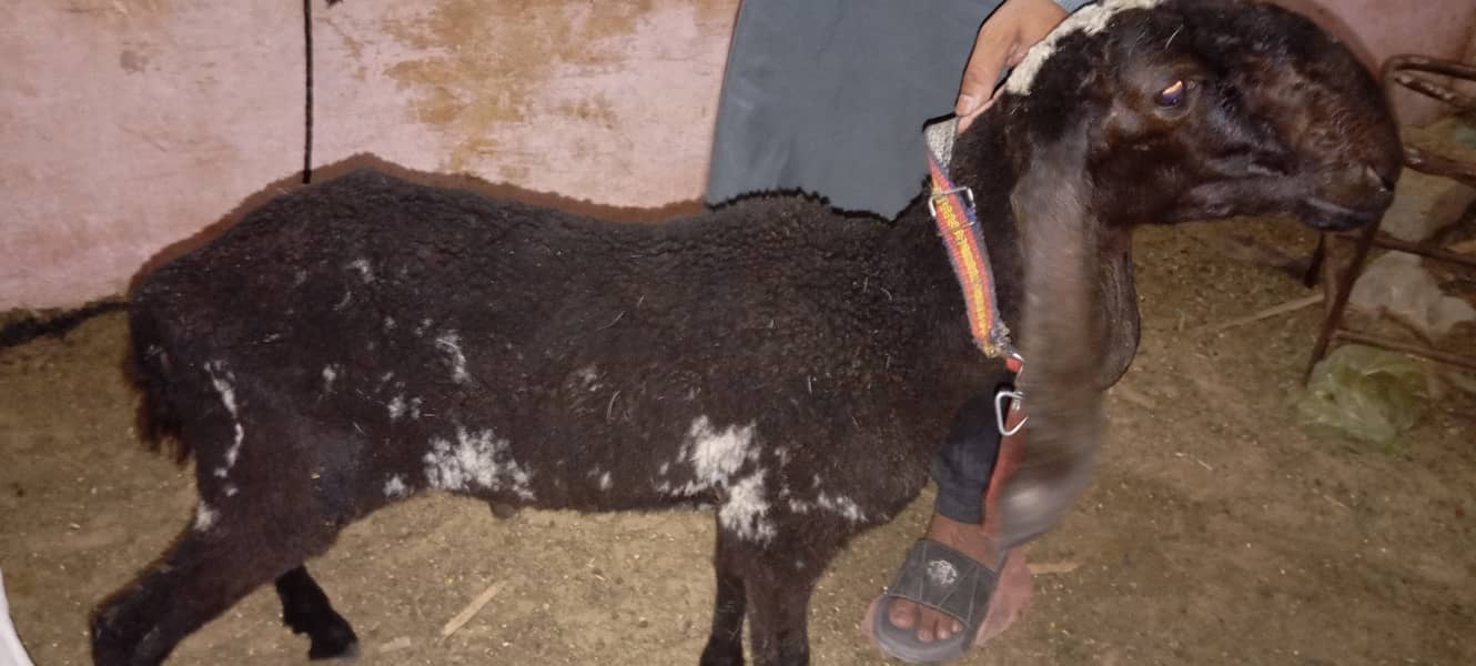 Tedda Bakra or dhumba for sell 5