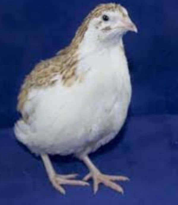 Hybrid batair mutations . Opal Java Pair 0