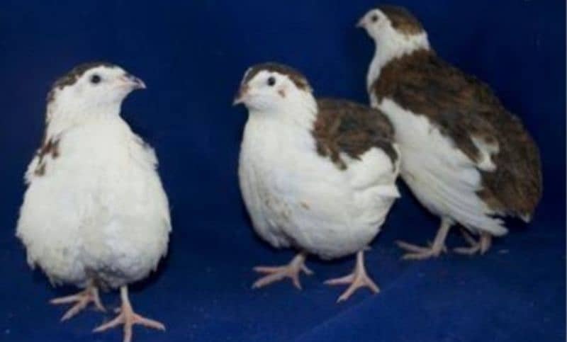 Hybrid batair mutations . Opal Java Pair 2