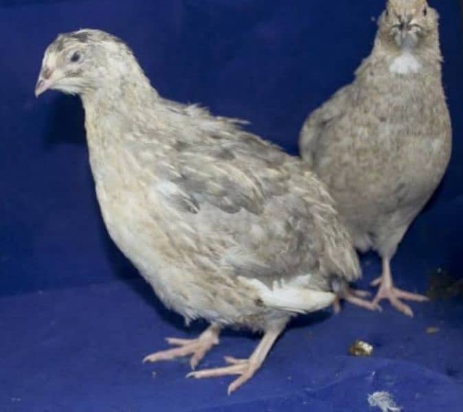 Hybrid batair mutations . Opal Java Pair 3