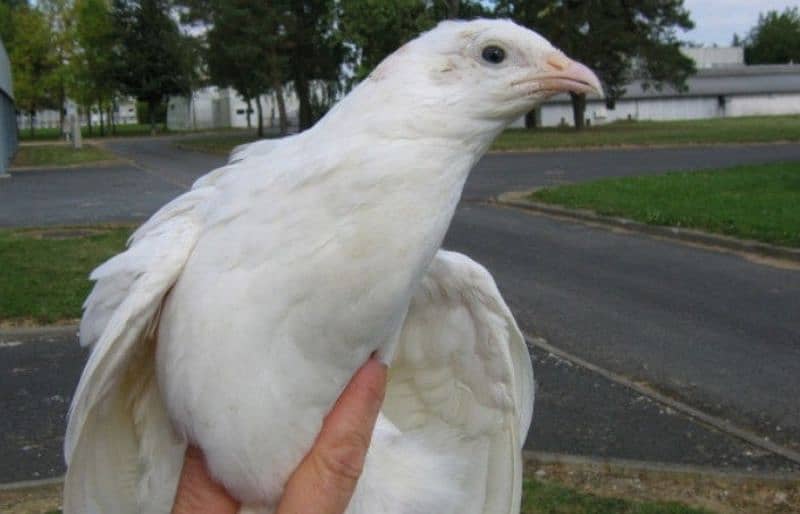 Hybrid batair mutations . Opal Java Pair 4