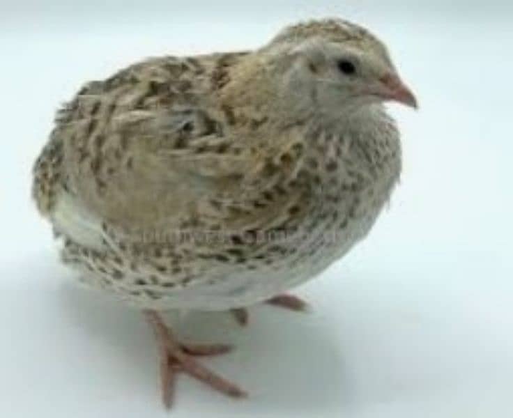 Hybrid batair mutations . Opal Java Pair 7