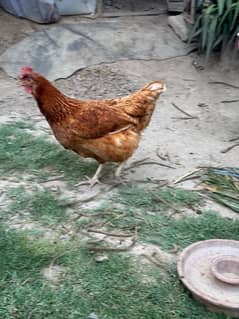lohman