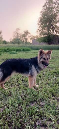 German