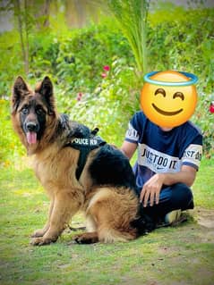 German shapherd 14 months long cote