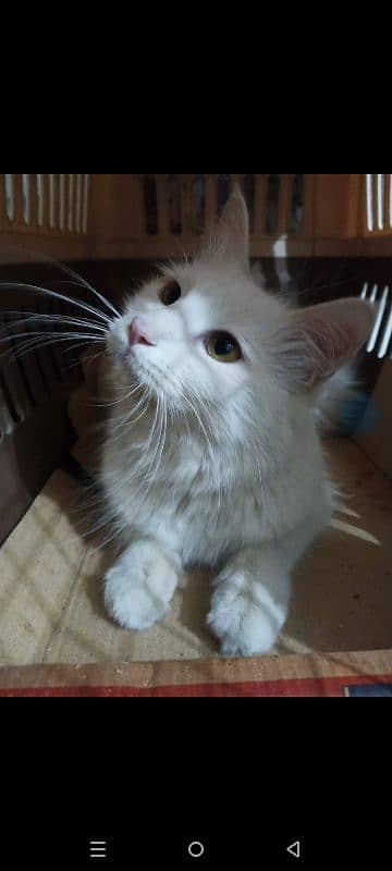 cat with 2 kittens available for a new home 0