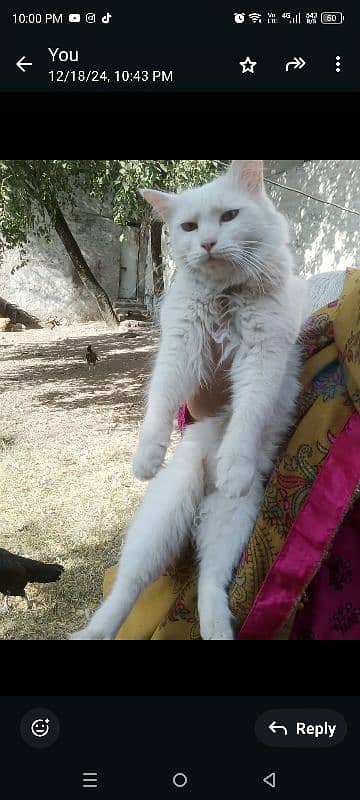 cat with 2 kittens available for a new home 2