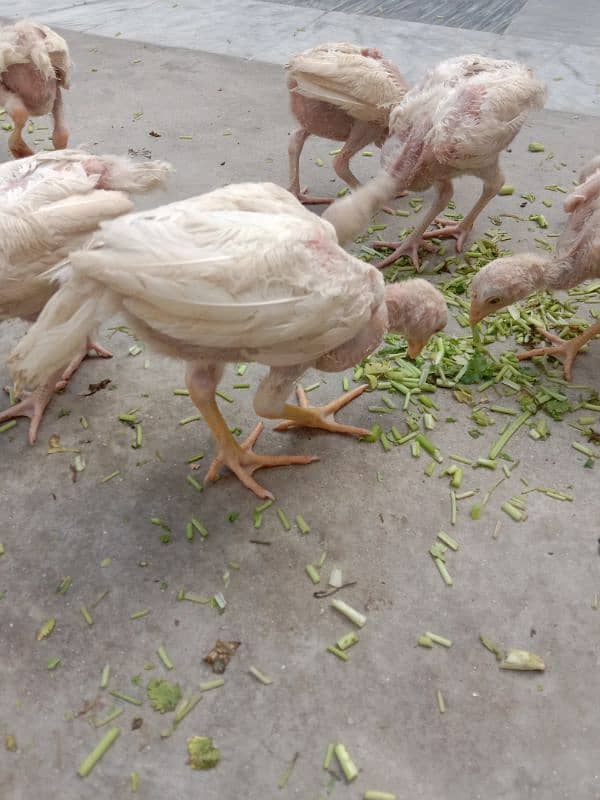 Aseel Heera Chicks 1