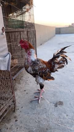 cross black jageeri for sell
