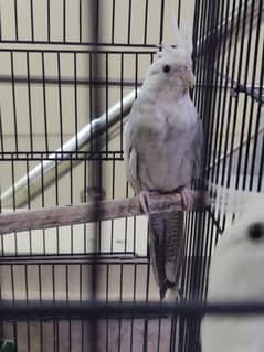 cockatiel