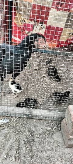 lasani murgi and 4 chicks