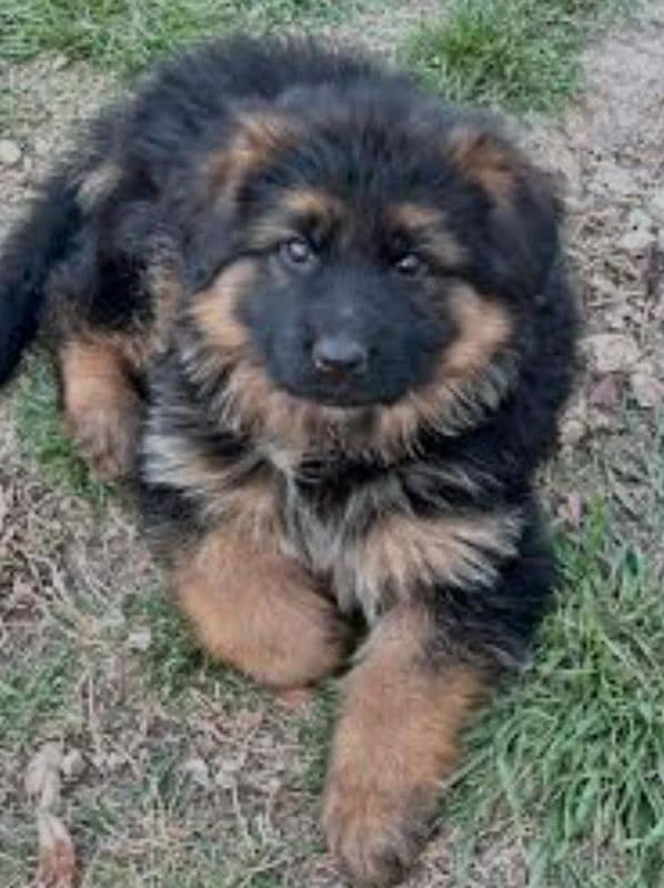 Germon shapred male female puppy= gsd puppy= germon shapred pair 0