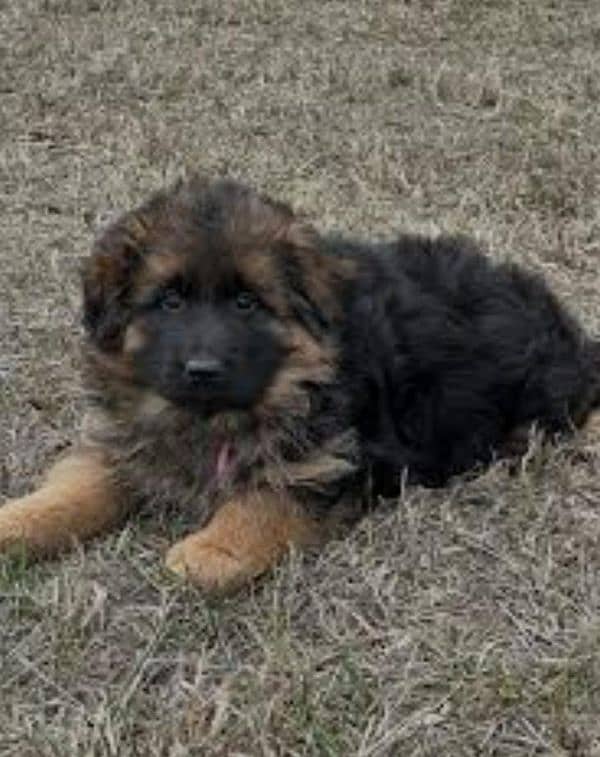 Germon shapred male female puppy= gsd puppy= germon shapred pair 1