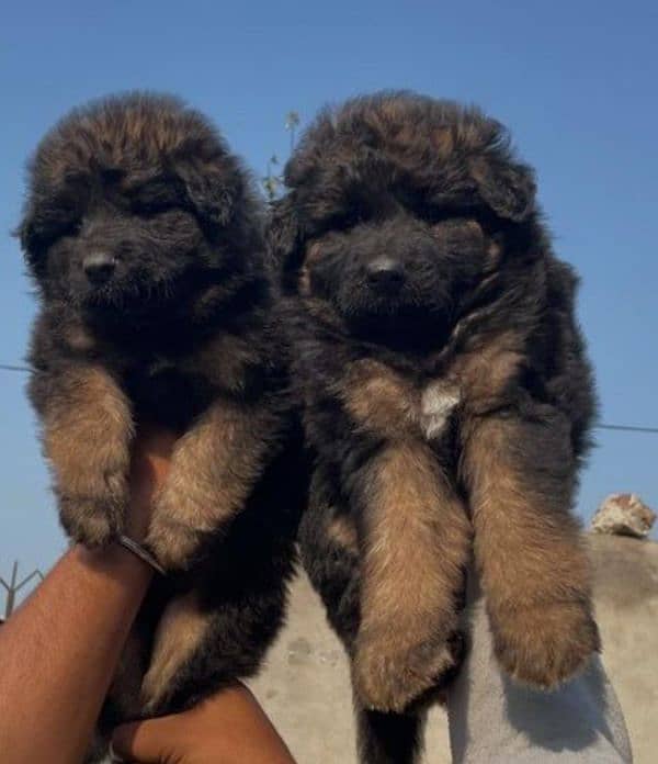 Germon shapred male female puppy= gsd puppy= germon shapred pair 2