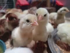 mianwali aseel chicks and fertile eggs available Whatsapp 03424148688