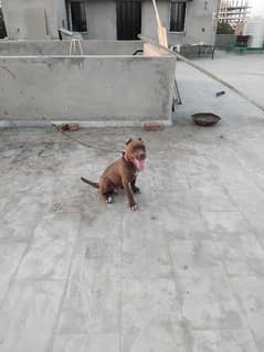 American pitbull
