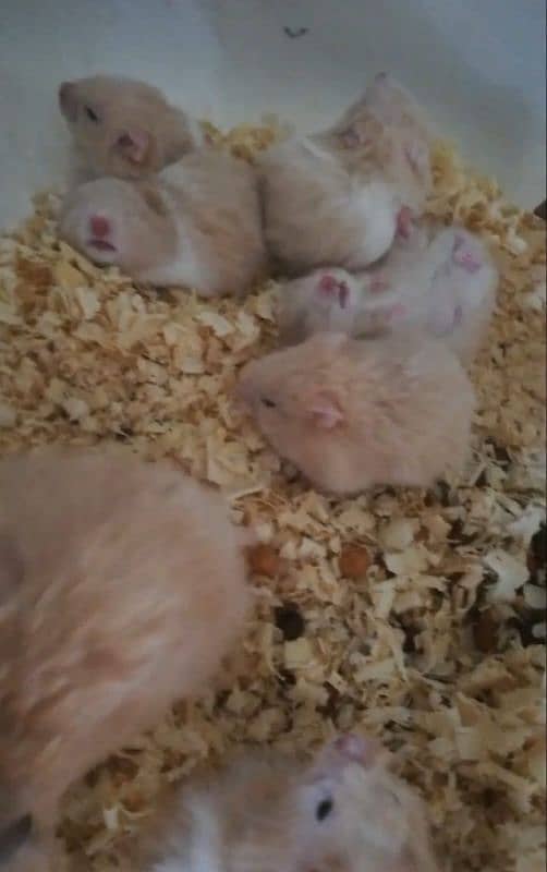 cute hamsters 0