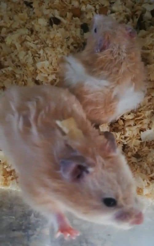 cute hamsters 1