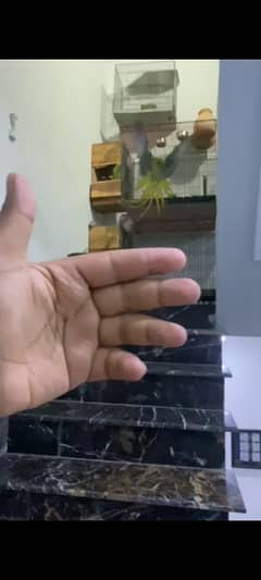 flying tamd male raw parrot & cage or box