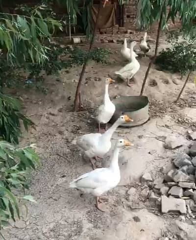 Big ducks breeder pairs lying eggs