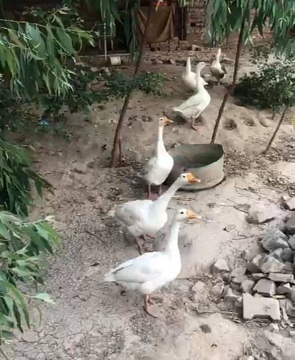 Big ducks breeder pairs lying eggs 0