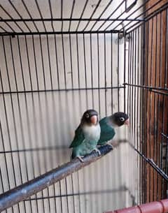 love birds blue mask pair