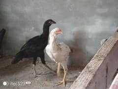aseel