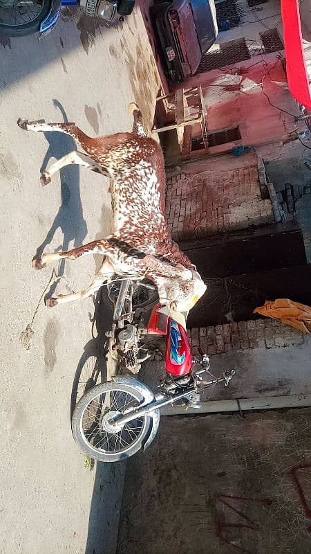 3 Bakre khasi donde Hain makkhi cheene 2