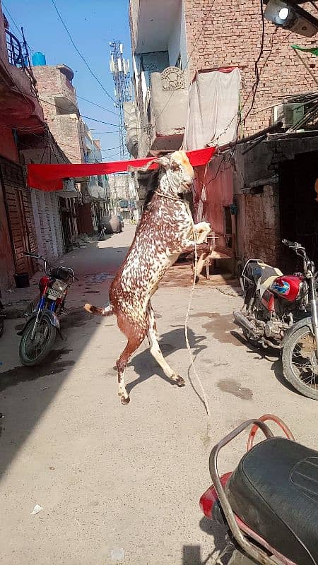 3 Bakre khasi donde Hain makkhi cheene 3